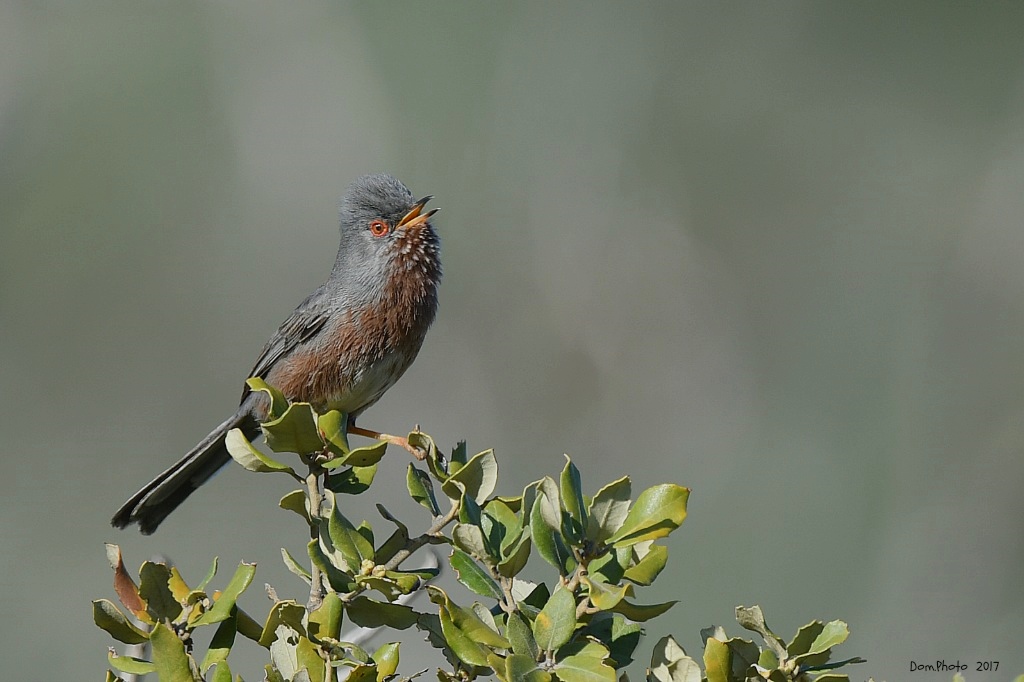 DSC_7007 IN.jpg