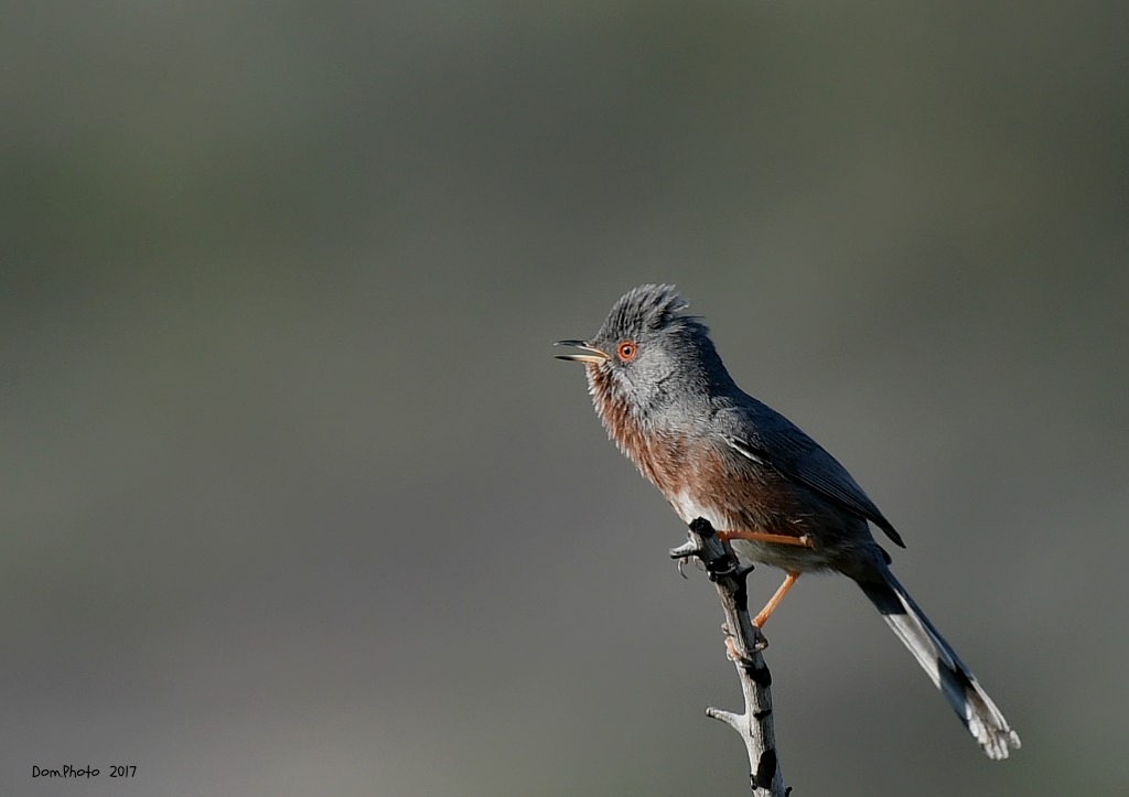 DSC_7066 IN.jpg