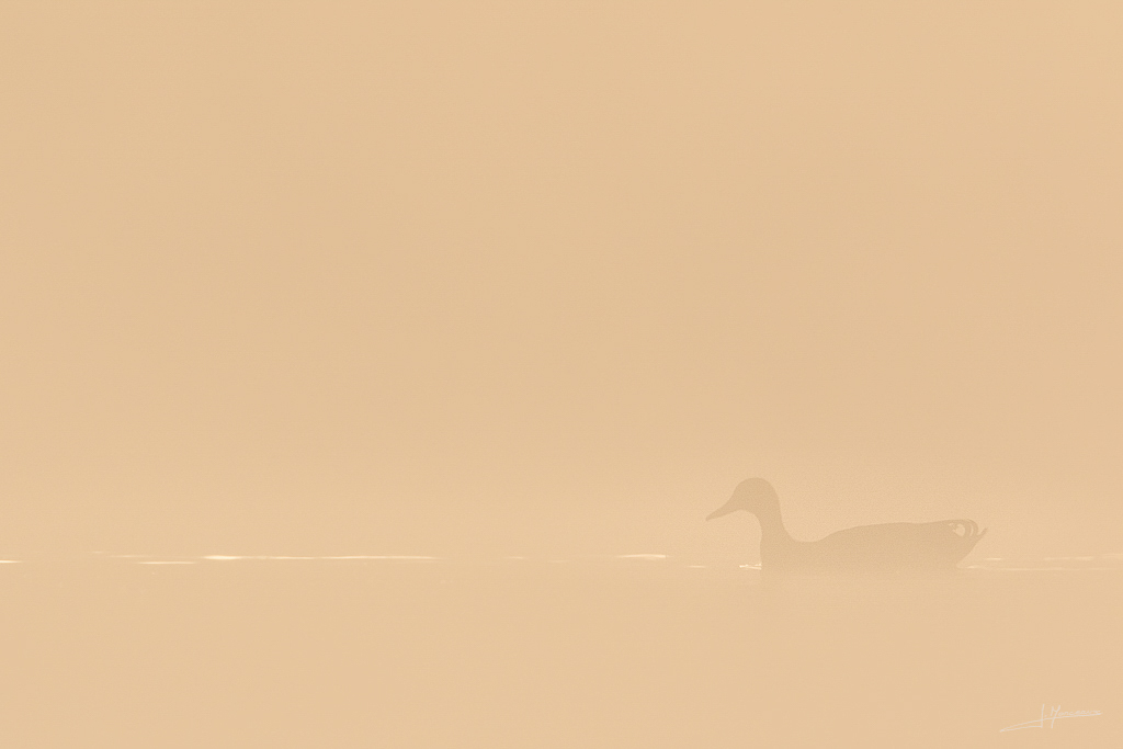 forum I et N netté forum I et N 2017-03 canard colvert 010.jpg