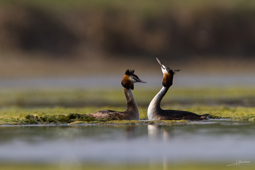 forum I et N netté forum I et N 2012-04 grebe huppé21.jpg