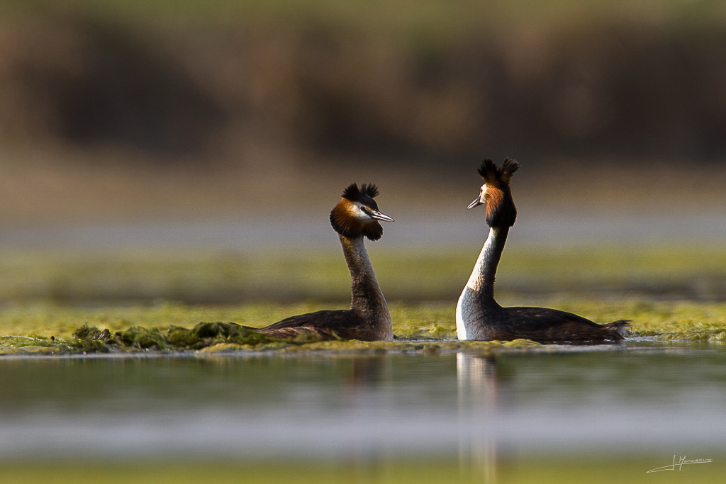forum I et N netté forum I et N 2012-04 grebe huppé28.jpg