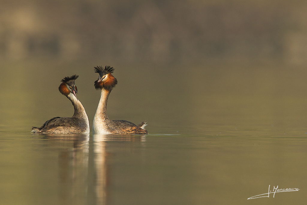 forum I et N netté reportage grebe huppé forum I et N 2014-03 (2) grebe huppé 010.jpg