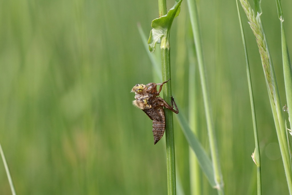 IMG_0826X.JPG