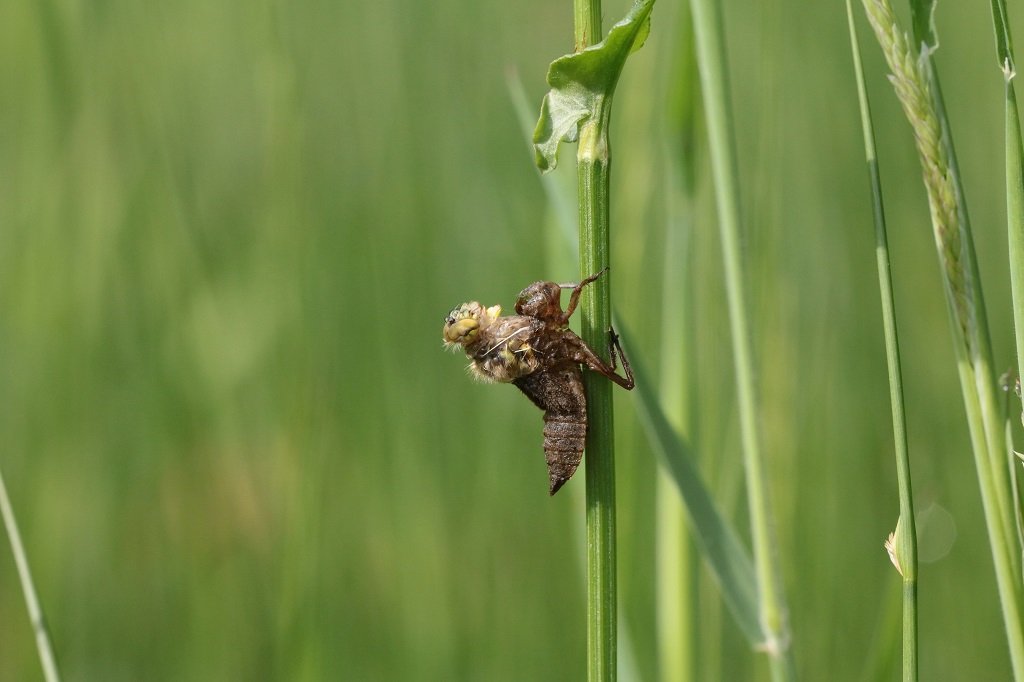 IMG_0836X.JPG