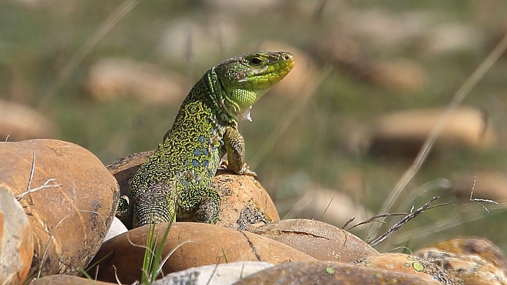 232 Lézard ocellé.jpg