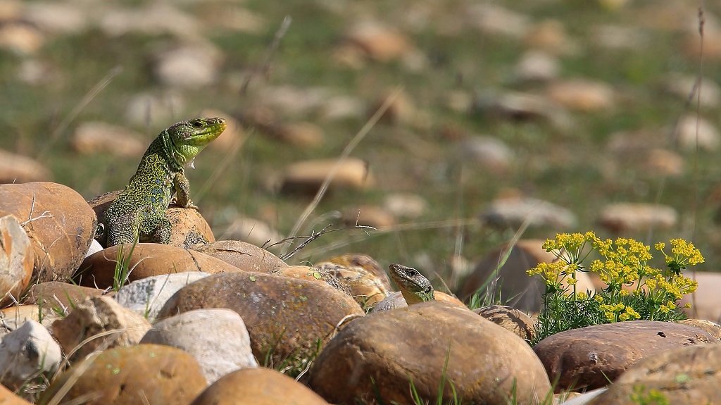 233 Lézards ocellés.jpg