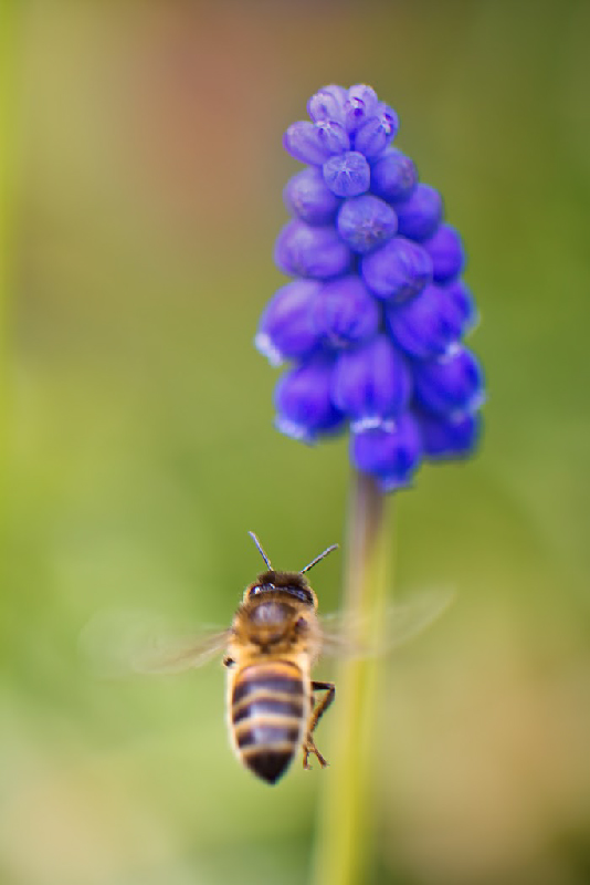 abeille-2.jpg