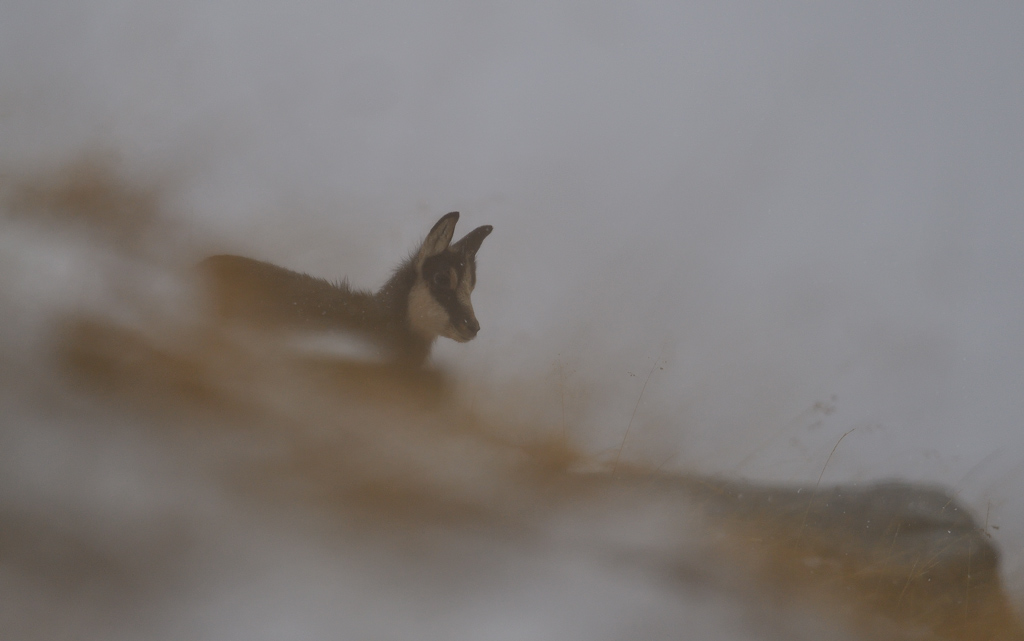 -DS5_5083.jpg