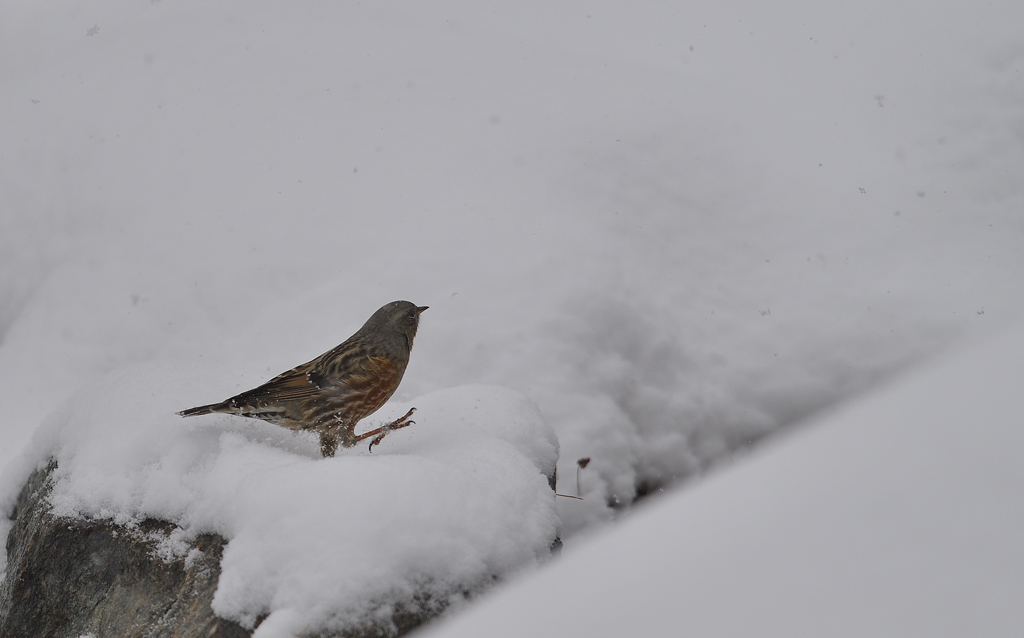 DS5_5798.jpg
