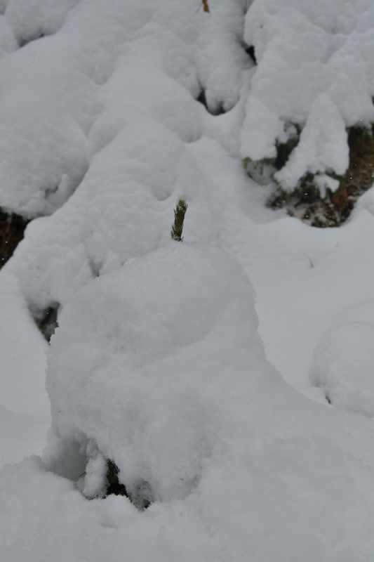 DSC_7986.jpg