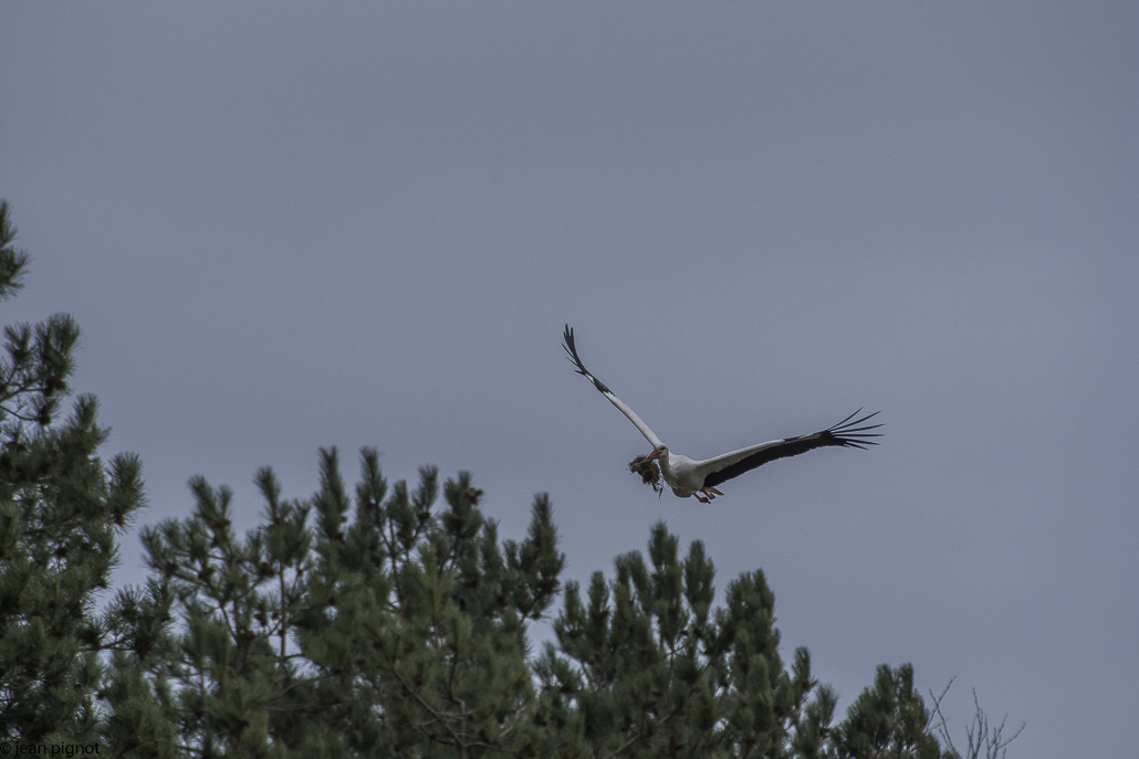 cigogne et branche en vol-2.jpg