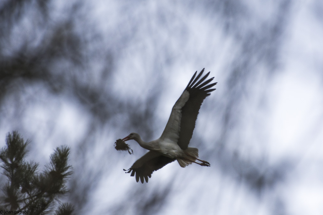 cigogne et branche en vol.jpg