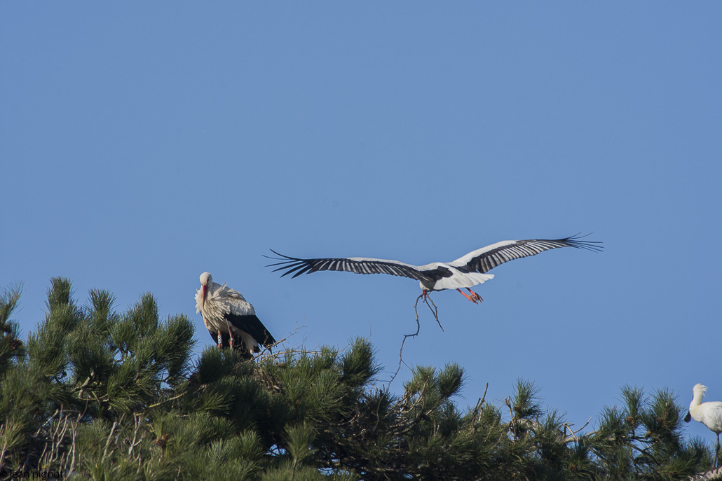 cigogne.jpg