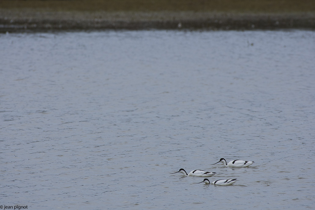 avocette.jpg