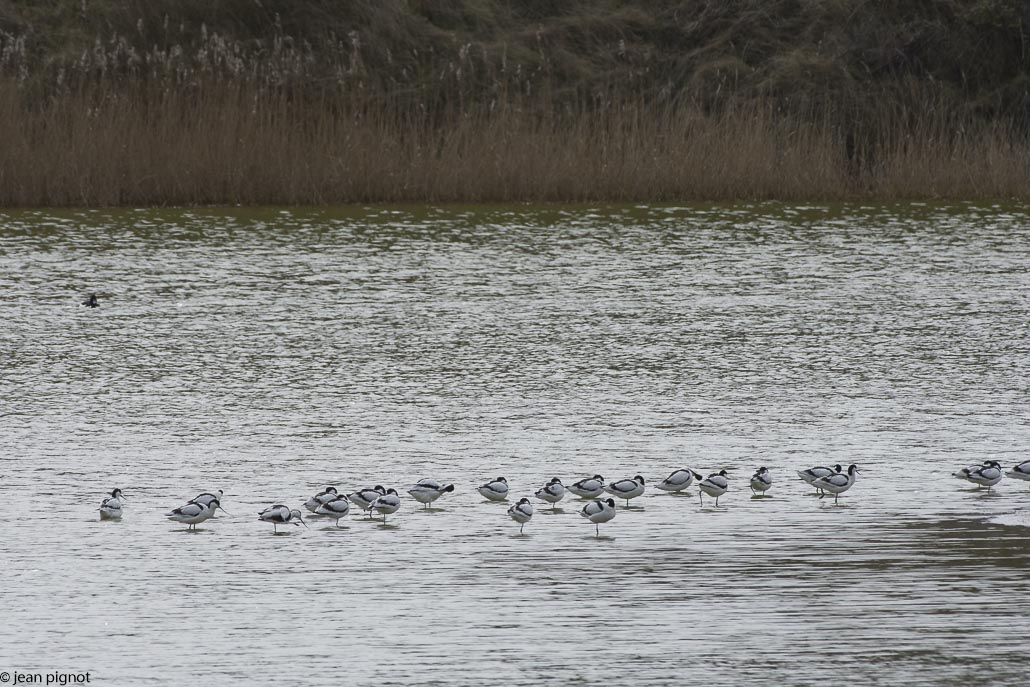 avocette-2.jpg