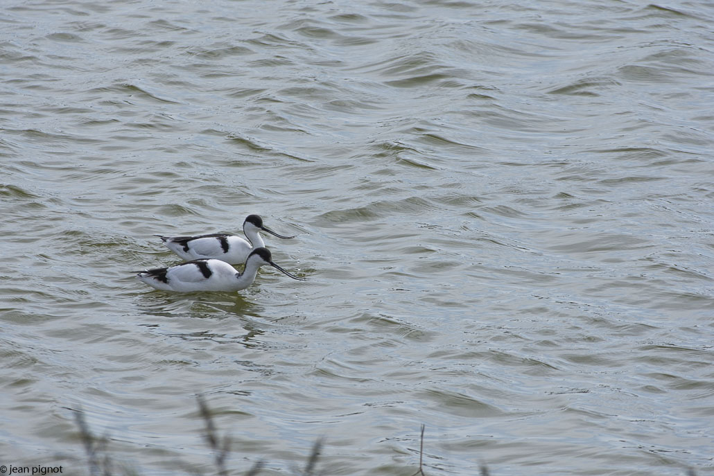 avocette-3.jpg