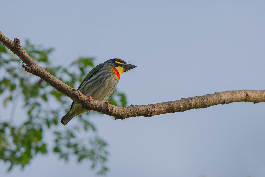 34-Barbu à plastron rouge.jpg