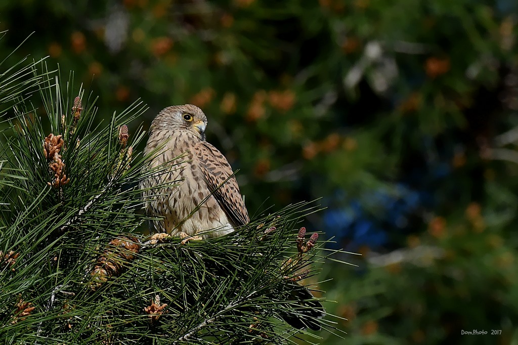 DSC_7653 IN.jpg