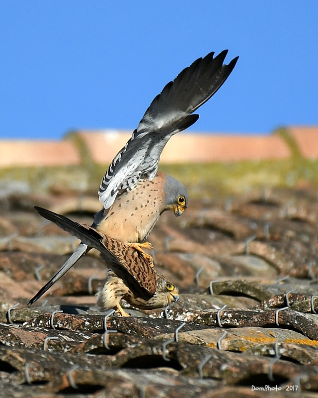 DSC_7705 IN.jpg