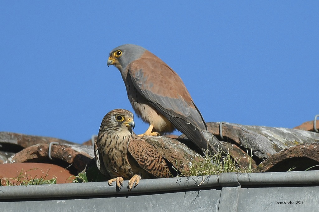 DSC_7728 IN.jpg