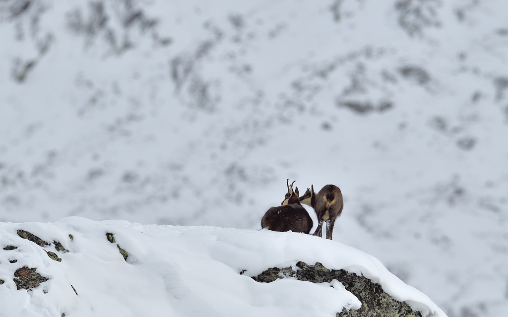 DS5_5700.jpg