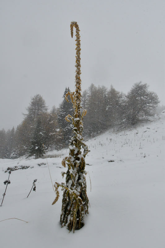 DSC_7970.jpg