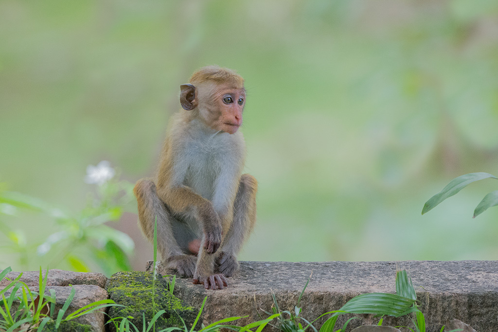 43-Macaque à toque (jeune).jpg