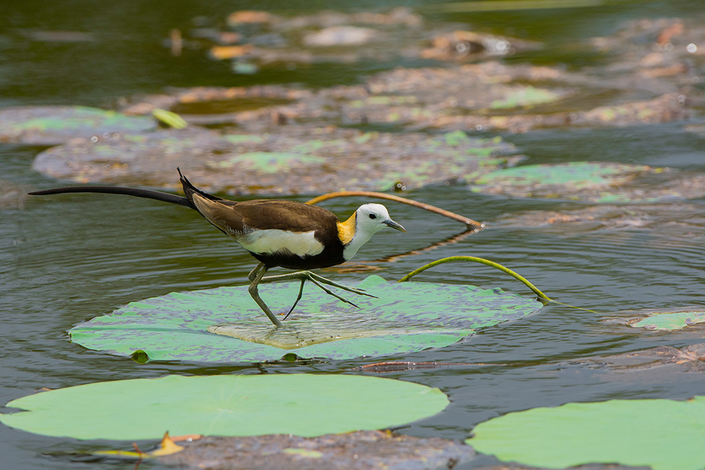 46-Jacana à longue queue.jpg