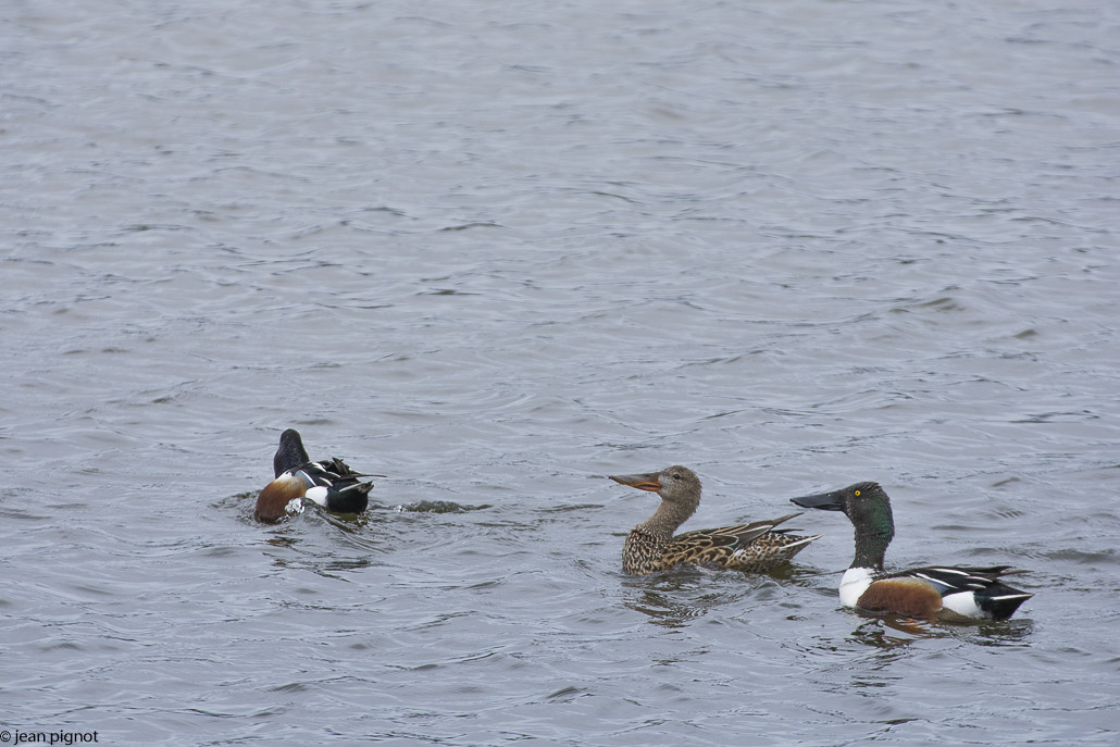 canard souchet.jpg