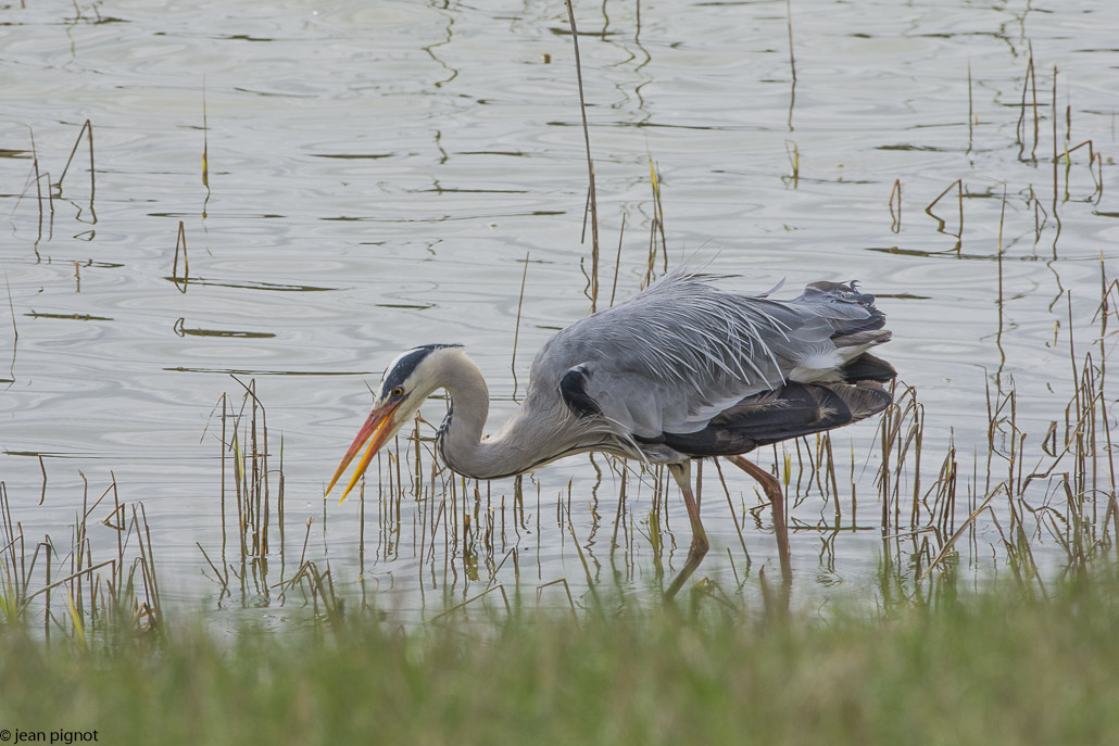 heron cendré.jpg