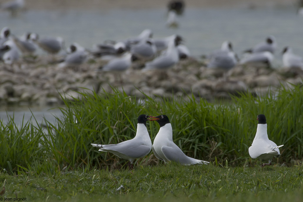 mouette melanocephale.jpg
