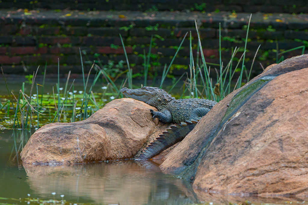 57-Crocodile.jpg