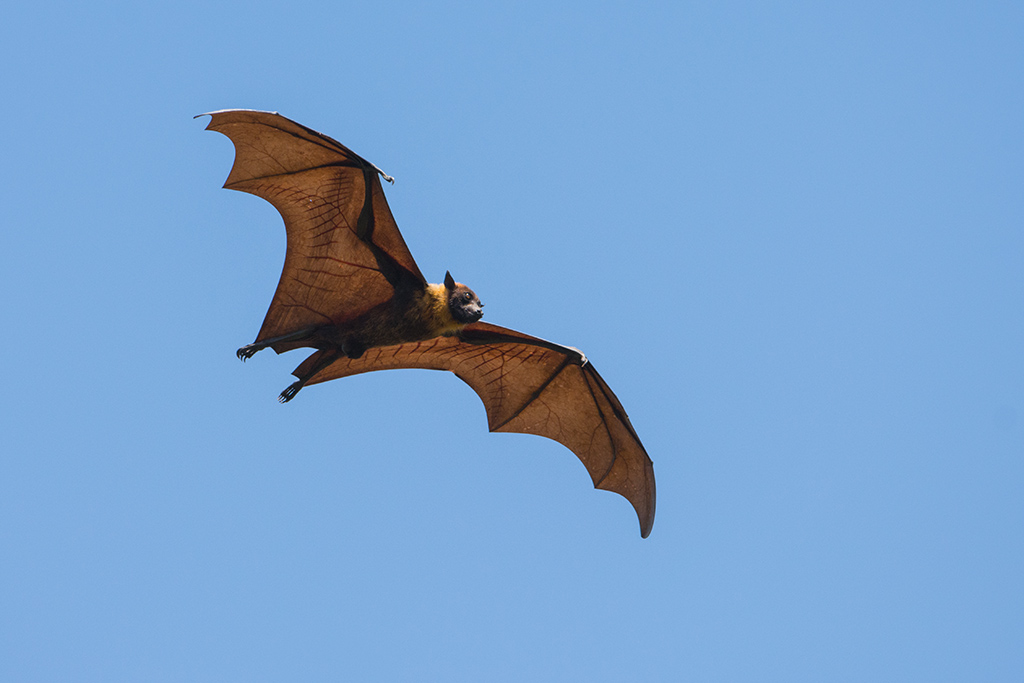 66-Chauve souris géante.jpg
