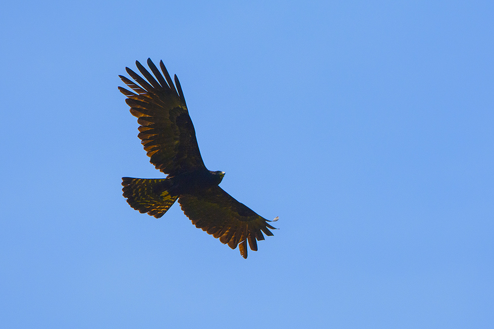 69-Aigle noir.jpg