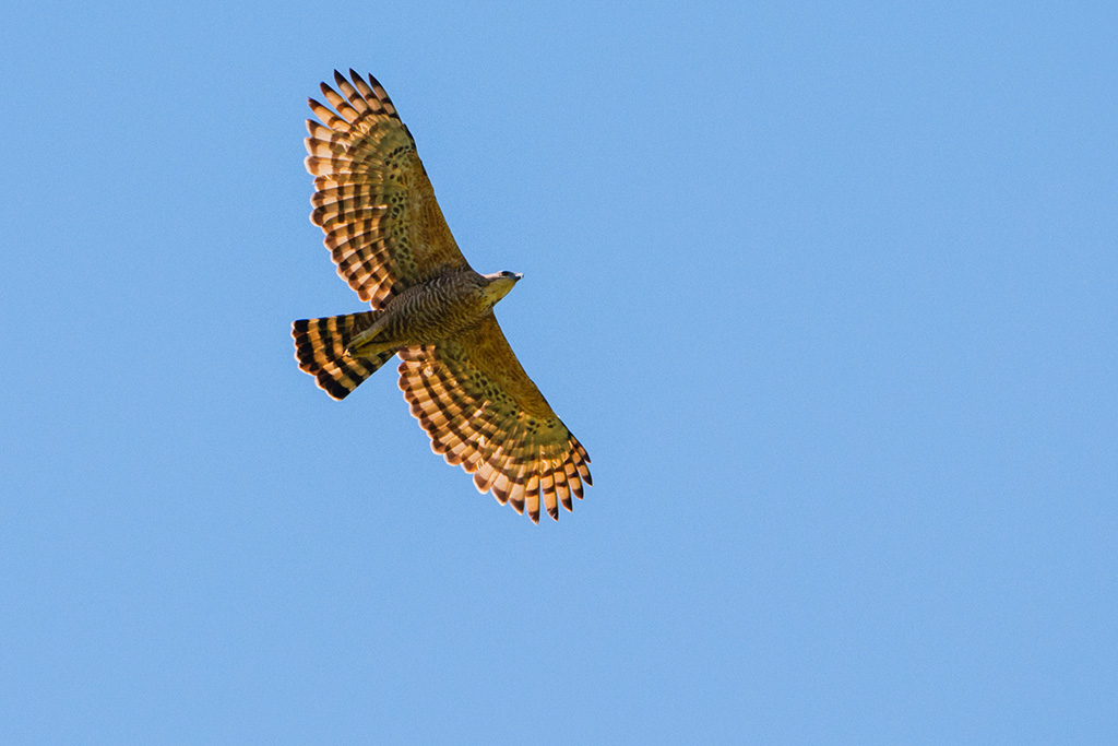 70-Aigle de Legge.jpg