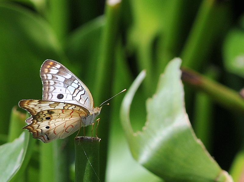papillon2.jpg