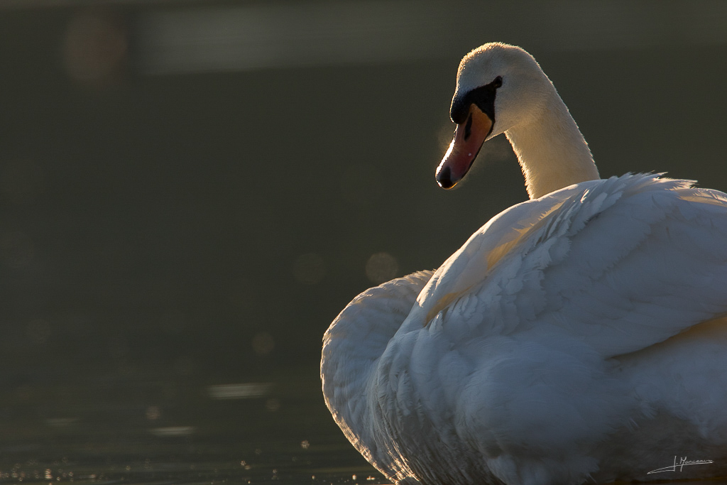 forum I et N netté forum I et N 2017-04 cygne tuberculé 002.jpg