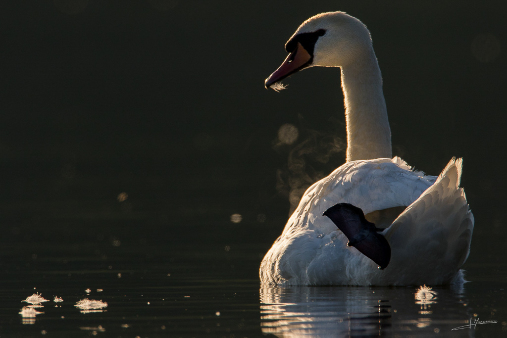 forum I et N netté forum I et N 2017-04 cygne tuberculé 004.jpg