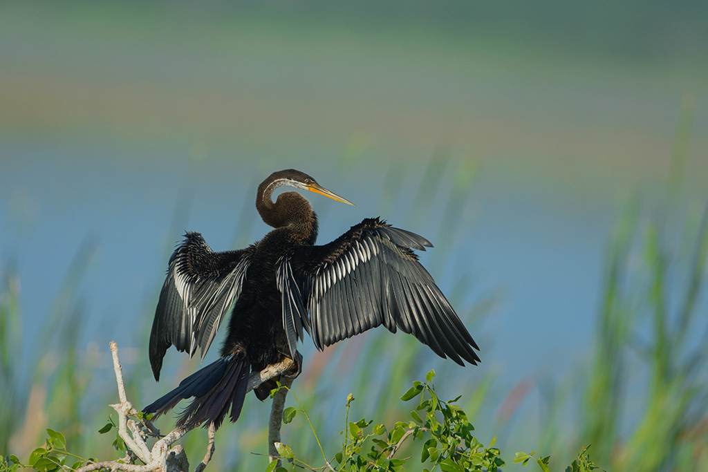 100-Anhinga indien.jpg