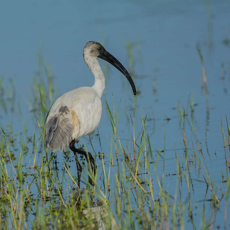 101-Ibis à tête noire.jpg