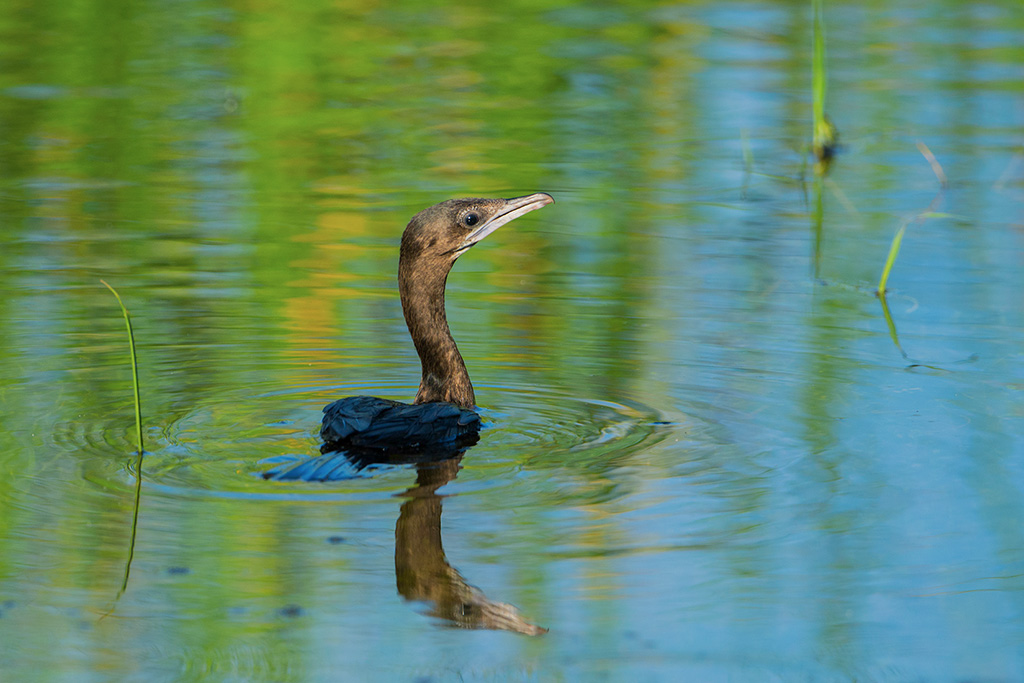 105-Cormoran à cou brun.jpg