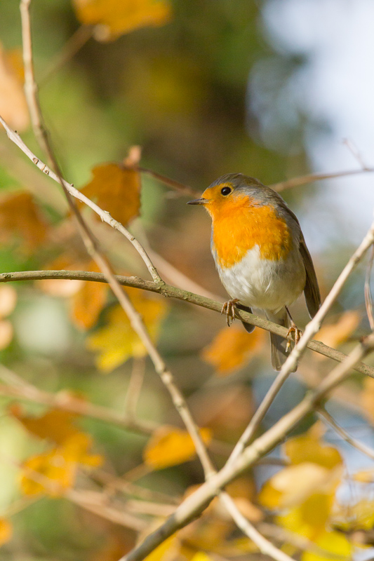 rouge gorge automne.jpg