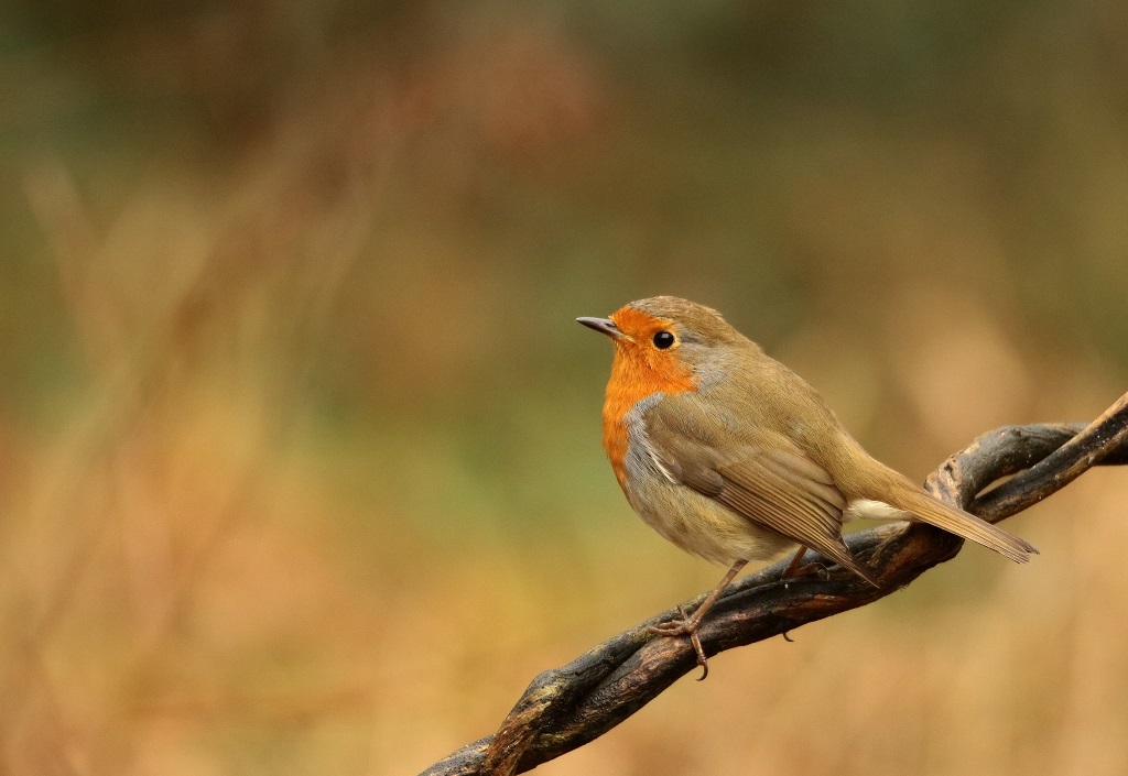 IMG_ROUGE G 3.JPG