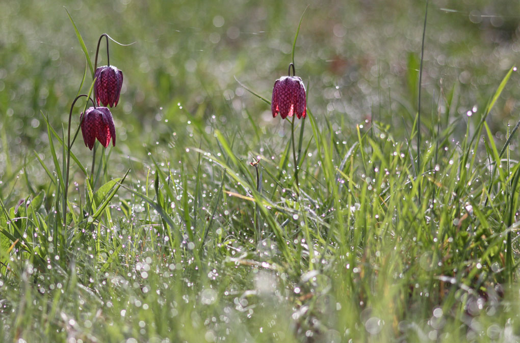 fritilaires rosee_modifié-1.jpg