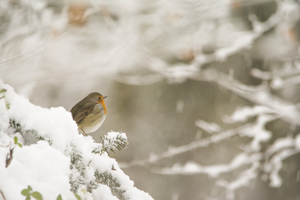 rouge gorge hivers-2.JPG