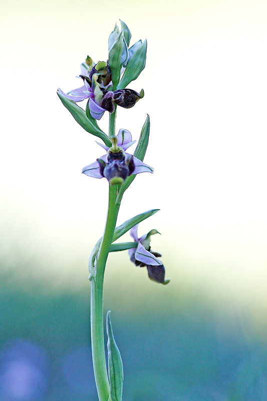 Ophrys scolopax_13-04-17_028.jpg