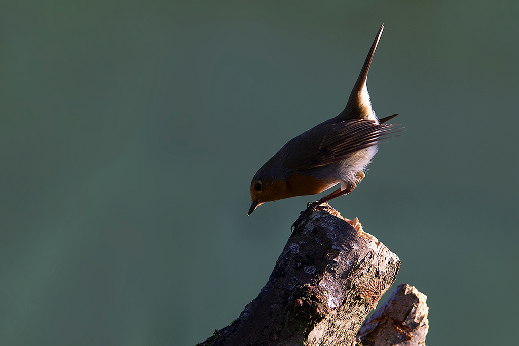 DSC_8805v2 - Copie.jpg