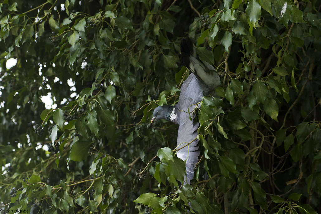 ramier accroché en ceuilléte.JPG