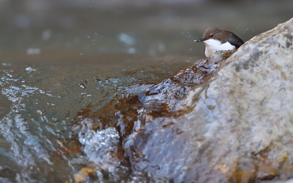 DS5_7622.jpg