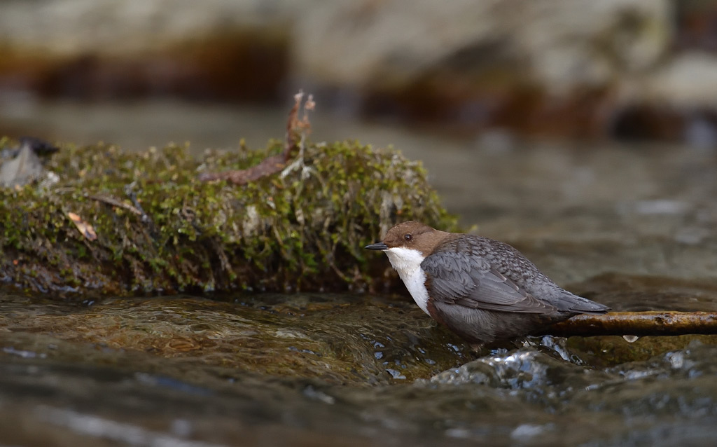 DS5_8415.jpg